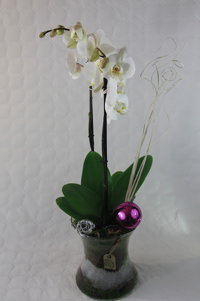 Orchidee in glas kerst Rose/Paars